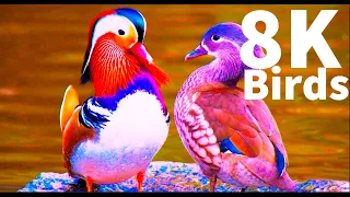 Collection of the Most Beautiful Birds on Earth in 8K ULTRA HD  HDR/ 8K TV Demo