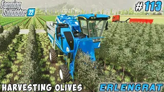 Covering grass silage, HARVESTING OLIVES, preparing for harvest of grapes | Erlengrat | FS 22 | #113