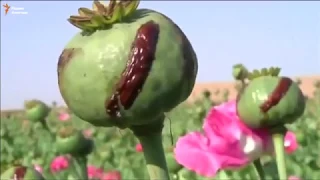 Урожай мака в Кандагаре - Afghanistan`s opium trade