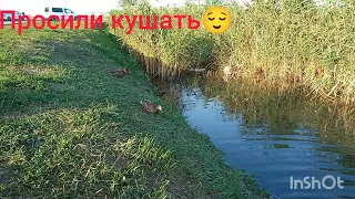 Неожиданная встреча с Кряквой 🤩