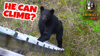 Top 8 Bear Encounters That are Too Scary to Handle