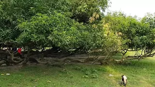 Oldest and largest mango tree in the world