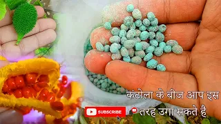 इस तरह आप कंटोला के बीज उगा सकते हैं|Grow Kantola seeds |कंटोला की खेती से कमा सकते हैं करोड़ों