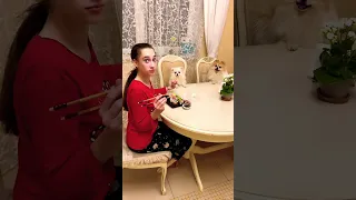 Собаки за столом?!🤭 #shorts #shortvideo #юмор #шпиц #померанскийшпиц #ржака #приколы