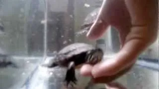 Underwater Turtle Tank