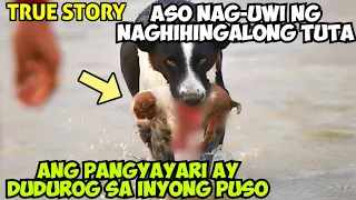 ASO NAG-UWI NG NAGHIHINGALONG TUTA ANG PANGYAYARI AY DUDUROG SA INYONG PUSO