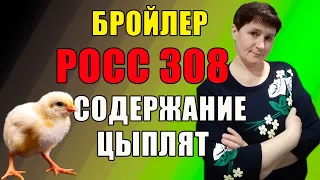 Бройлер РОСС 308. Как правильно содержать цыплят с первых дней.