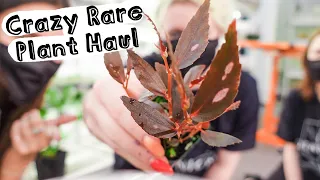 All The Rare Houseplants I Got In Seattle!!! Rare Plant Haul!