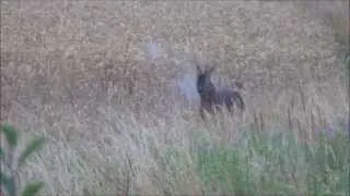 Roe buck shot with a .308