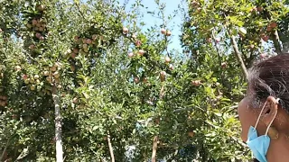 Apple Garden# pahalgam #kashmir #fresh Apple# Red Apple# Green Apple# beautiful Garden