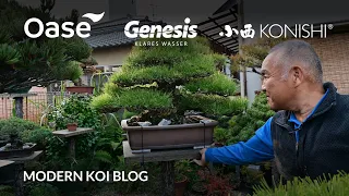 Modern Koi Blog #5712 - Live aus Japan: Misawa-san's unglaubliche Bonsai- und Koisammlung