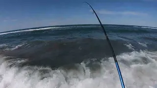 PECHE DU LOUP EN PLAGES AUX LEURRES EN MEDITERRANEE