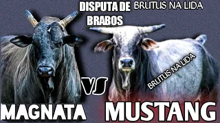 Touro Mustang vs touro magnata