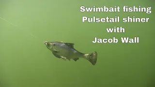 Using the Savage Gear Pulse Tail Shiner with Jacob Wall