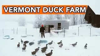 Raising Ducks in Winter