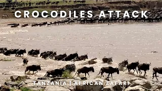 Crocodiles Attack | Mara River Crossing | The Great Migration | Serengeti Tanzania | African Safari