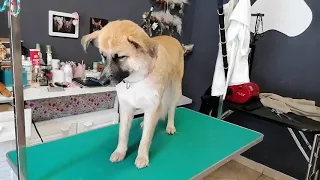 Dog Falling Asleep After Haircut