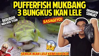 BERUBAH JADI TITAN! IKAN BUNTAL FAHAKA MUKBANG 3 BUNGKUS LELE! MANA CUKUP?! PUFFERFISH VS CATFISH!