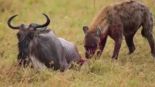 Hyena Eats Wildebeest Alive (WARNING GRAPHIC!!)