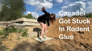 Girl in Casadei high heels got stuck in rodent glue, high heels stuck in glue, stuck girl (# 1264)