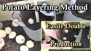 Double Your Potato Harvest by Layering Potatoes in Containers: All the Steps Demonstrated!