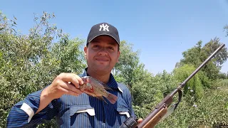 متعه صيد السمك البلطي بالبندقية Fun to fish with a gun