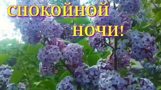 СПОКОЙНОЙ НОЧИ Я ТЕБЕ ЖЕЛАЮ! Самое нежное пожелание  Спокойной Ночи!