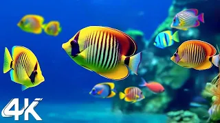 Ocean 4K - Sea Animals for Relaxation, Beautiful Coral Reef Fish in Aquarium, 4K Video Ultra HD