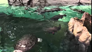 Apple Feeding in the  Flooded Forest Amazon River