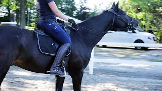 Pferd läuft mit gestreckten Hals - Reiterin hofft auf Hilfe von Ariane Telgen