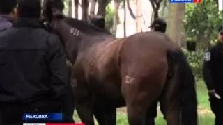 Табун лошадей пронесся по машинам в Мексике