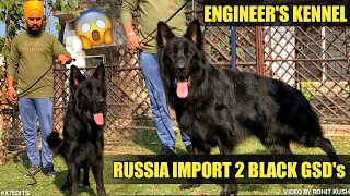 Russia import black German shepherd @engineerskennel2733