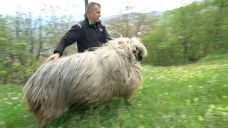 EH OVO TI JE DUBSKA PRAMENKA TEŠKA PREKO 130 KILA