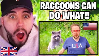 Brit Reacts to Let's Talk About American Raccoons