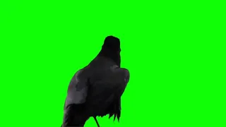 Crow Green screen video | Real Raven Green &Blue Screen Effect | Birds green screen video