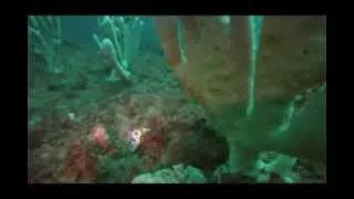 Scuba Diving Sydney - Blue Fish Point - Dec. 2013