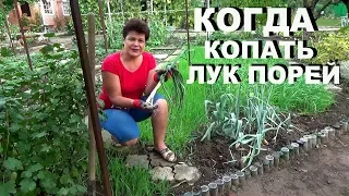 Лук порей осенью Часть 5 -  когда выкапывать лук порей и как хранить лук порей