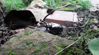 Beetle Bug in my Backyard