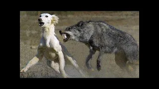 Unexpected encounter between Wolf and Dog shocked the world. What came next is simply incredible!