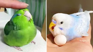 Baby Animals 🔴 Funny Parrots and Cute Birds Compilation (2022) Loros Adorables Recopilación #9