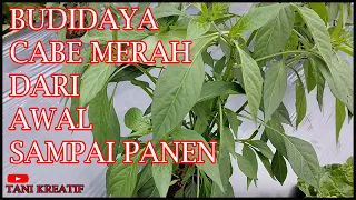 Budidaya Cabe Merah Dari Awal