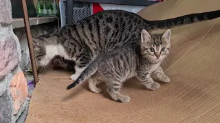 Little sweet tabby kittens Just looking to play.