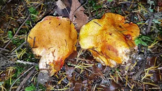 Finding Lobster Mushrooms in Chilliwack British Columbia