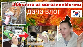 Опять уехала на дачу ^^ KOREA VLOG