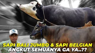 SAPI BALI JUMBO ATAU SAPI BELGIAN..?? APA ANGKUT SEMUANYA AJA..?!