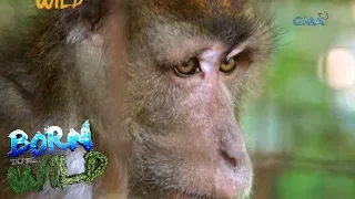 Born to be Wild: Rescuing wild monkeys in Santa Cruz, Marinduque
