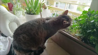Кошка Нэлли,смотрит в окно с 8 этажа, рвет когти и кушает цветы...