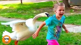 Oh My God! Funny Goose Chases Babies Compilation - Funny Baby Videos || Just Funniest