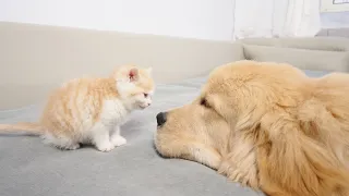 Kitten Becomes Madly Obsessed With Golden Retriever 100 Times Her Size