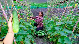 Building a new life Episode 31 | Harvest cucumbers in my garden and grow more sticky corn